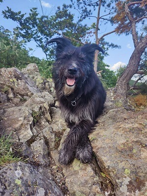 Chewie 